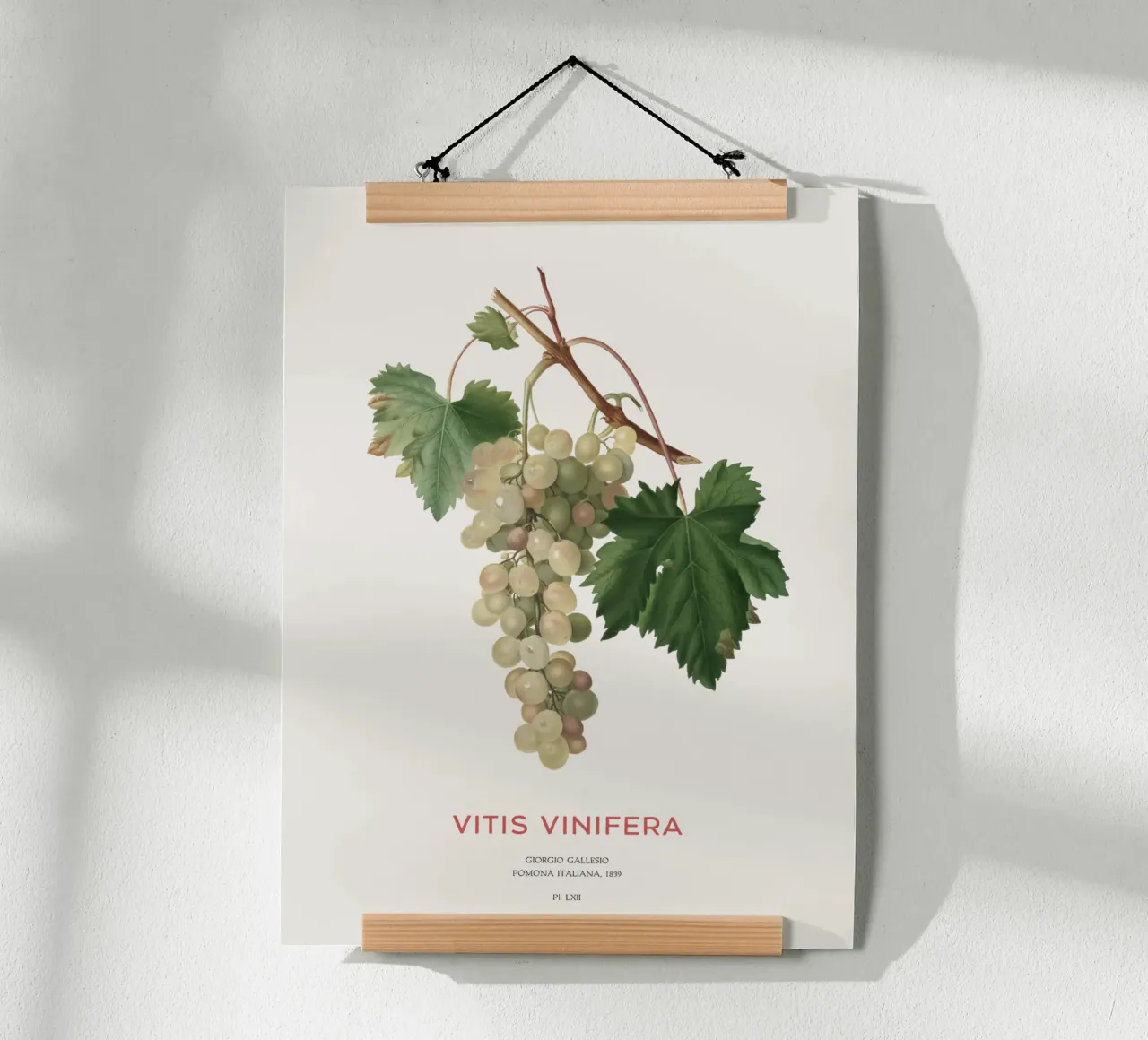 Gewöhnliche Weinrebe oder Vitis vinifera Hahnemühle von Vintagrafica