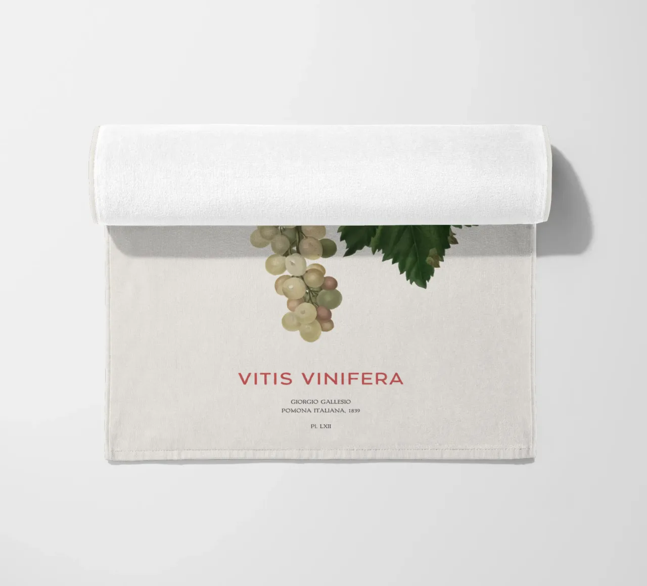 Vite comune o Vitis vinifera telo mare da Vintagrafica