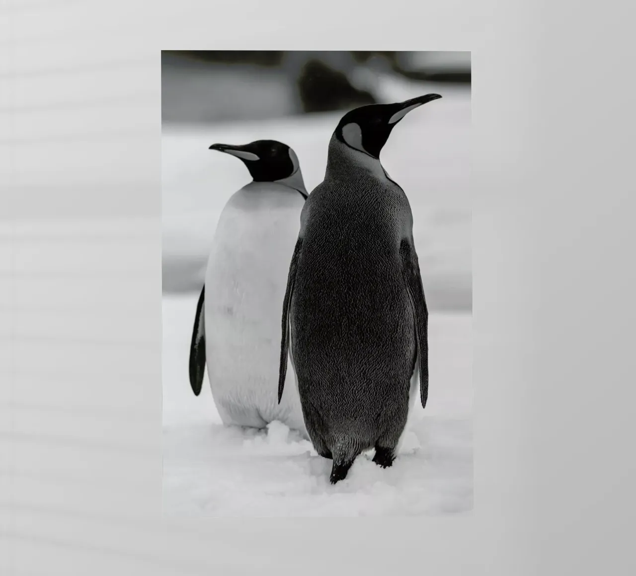 The Penguins pellicola backlit da Studio One
