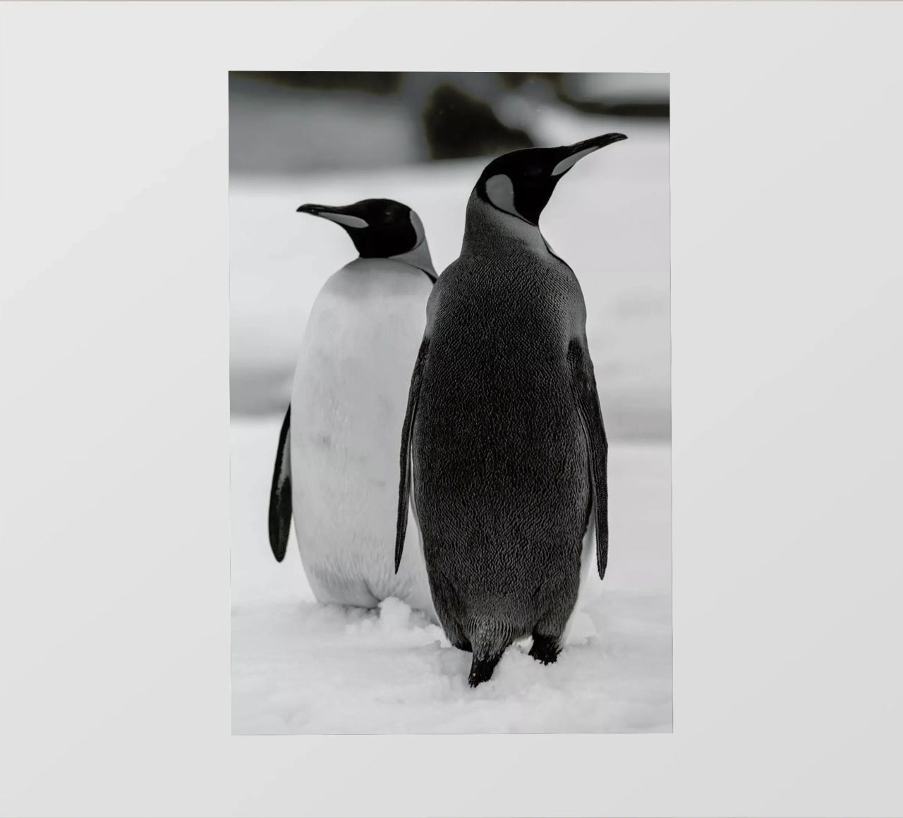 The Penguins pellicola backlit da Studio One