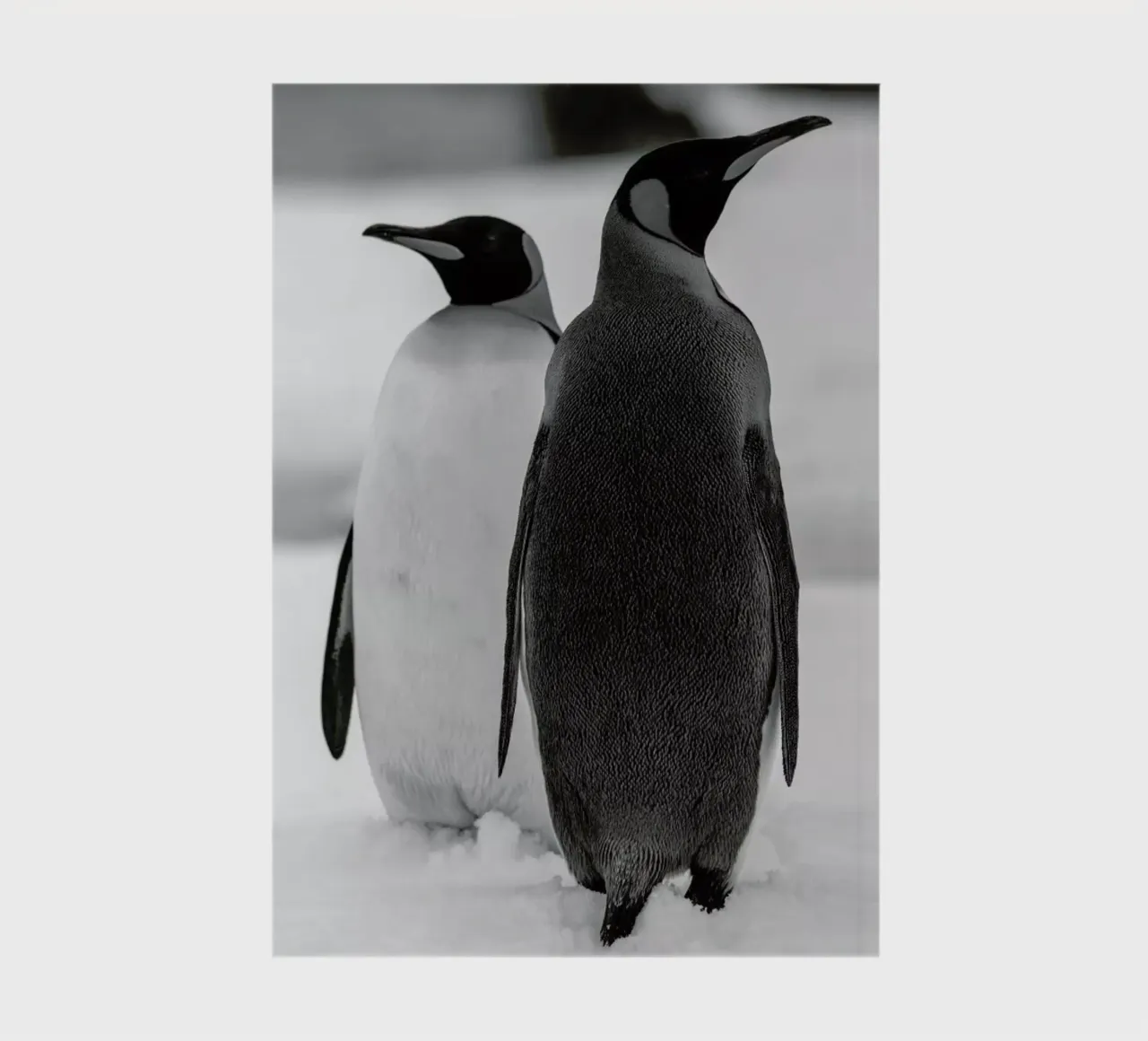 The Penguins notebook by Studio One