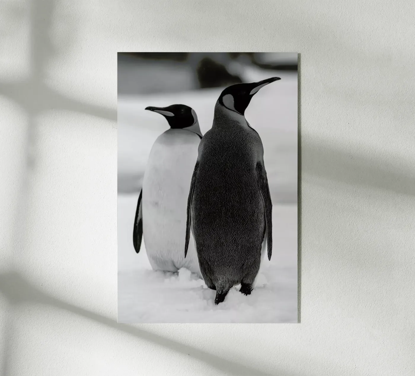 The Penguins plexiglass da Studio One