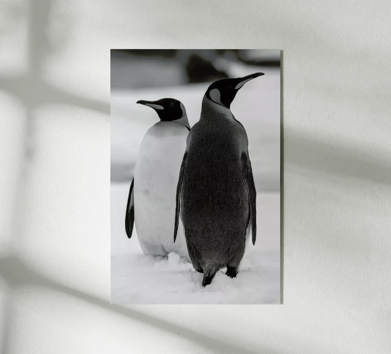 The Penguins plexiglass da Studio One