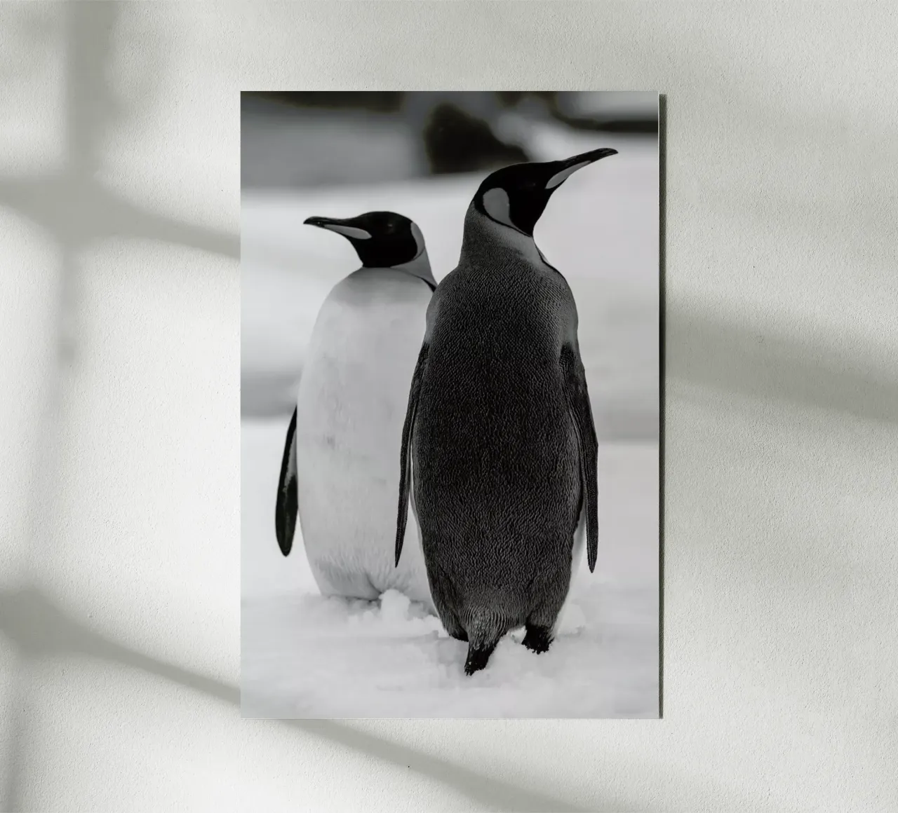 The Penguins alluminio dibond da Studio One
