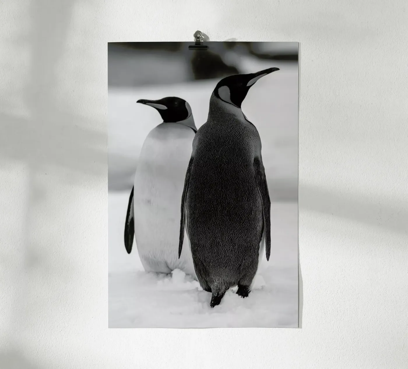 The Penguins poster da Studio One
