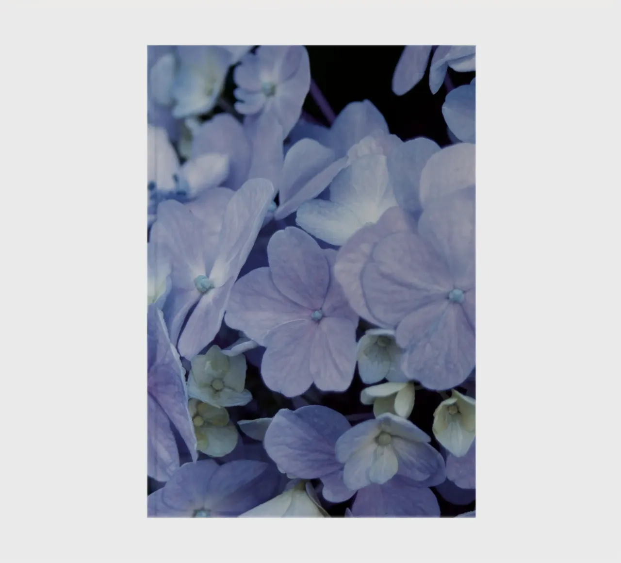 Hydrangeas notebook by Neige Nature Capture