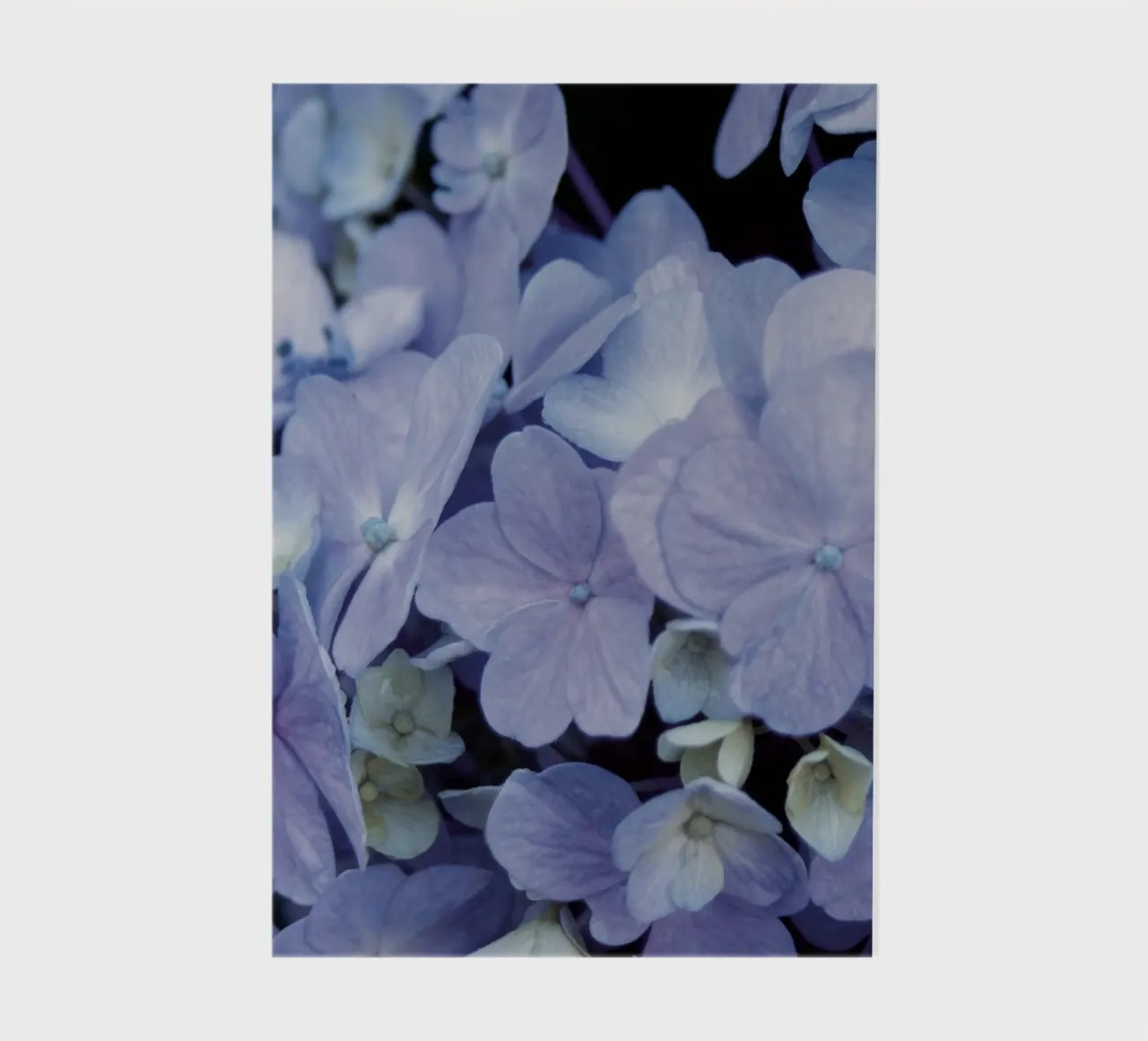 Hydrangeas notebook by Neige Nature Capture