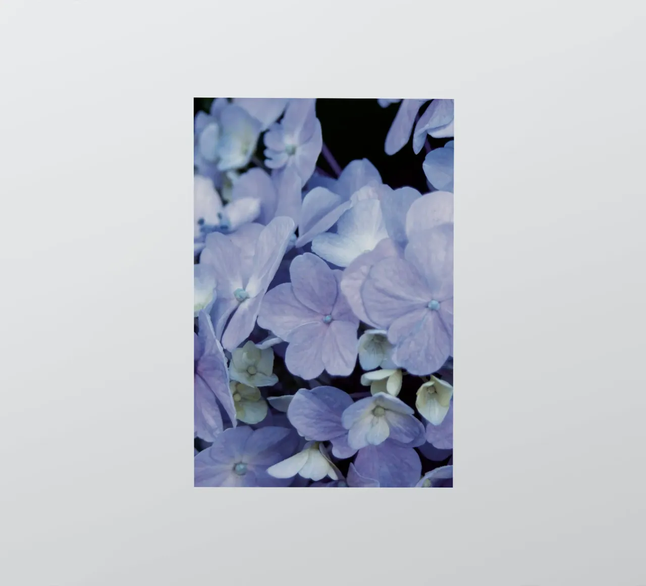 Hydrangeas sticker by Neige Nature Capture