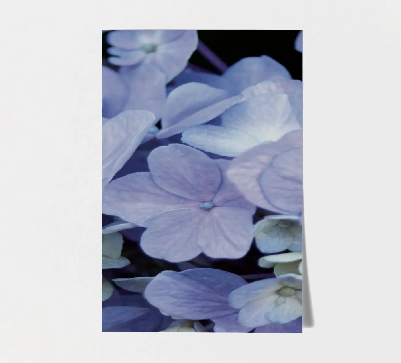 Hortensia's stickervel van Neige Nature Capture