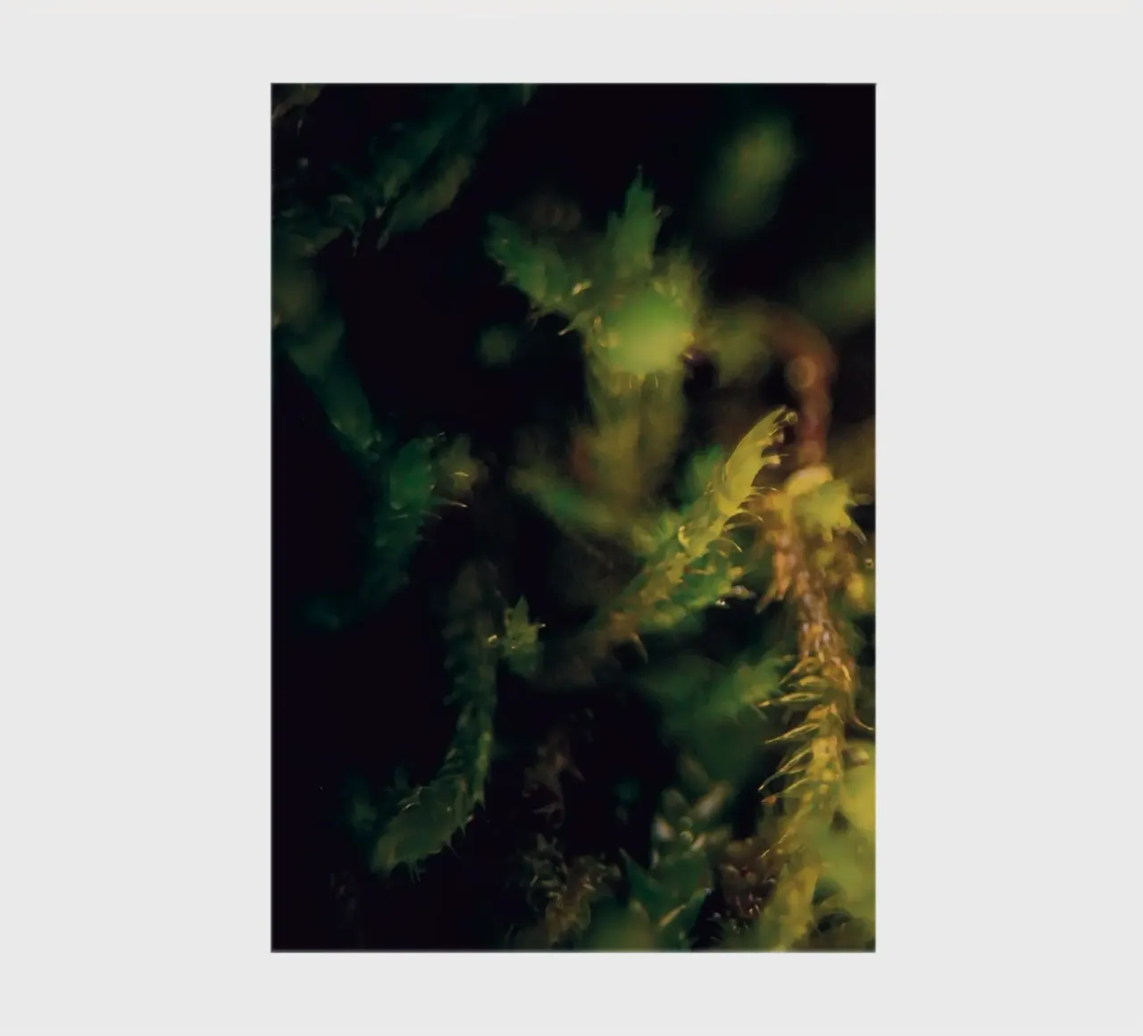 Photo of a small mushroom in the moss notebook by Neige Nature Capture