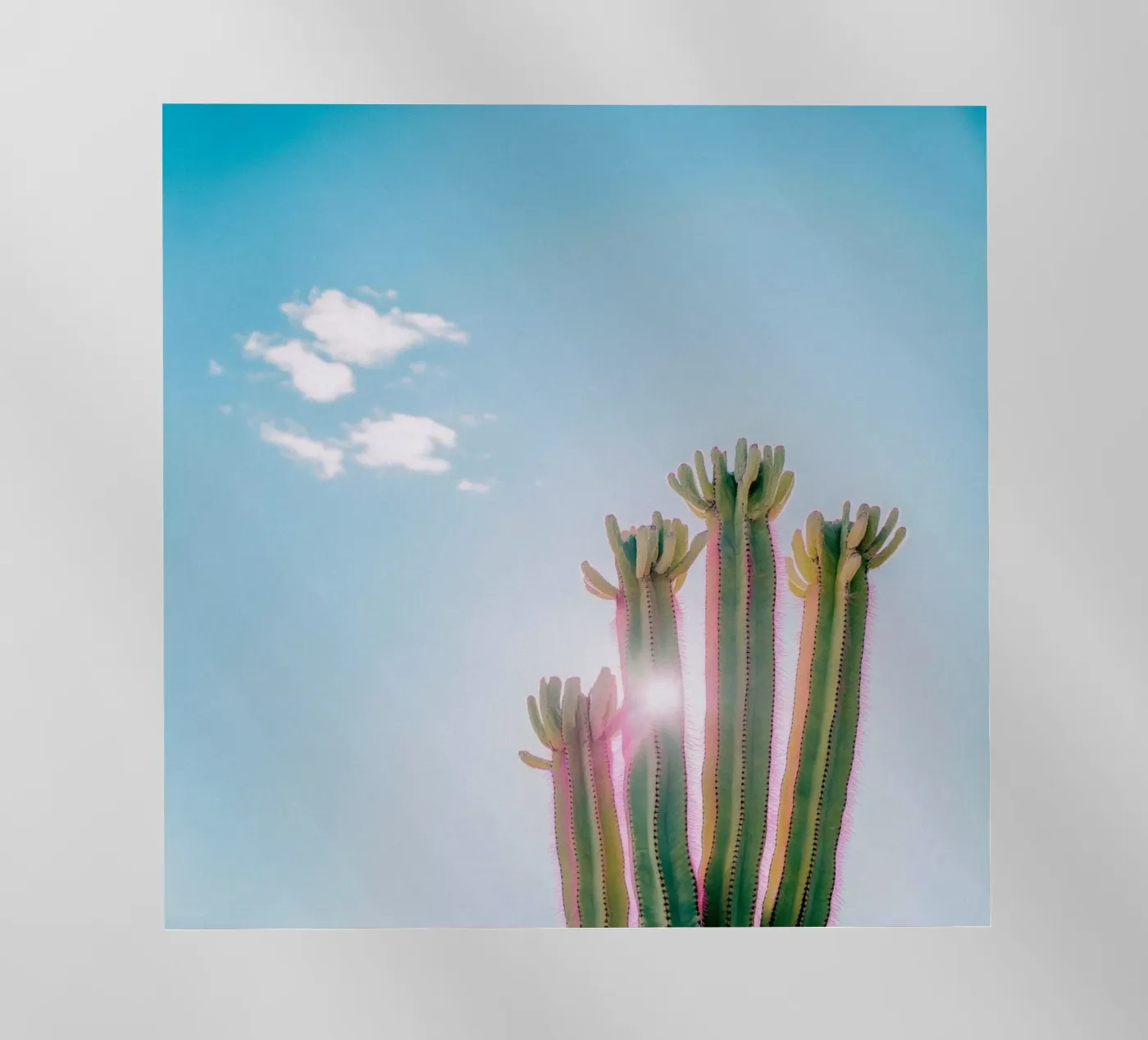 79 pellicola backlit da Pink California | Affiches & Posters