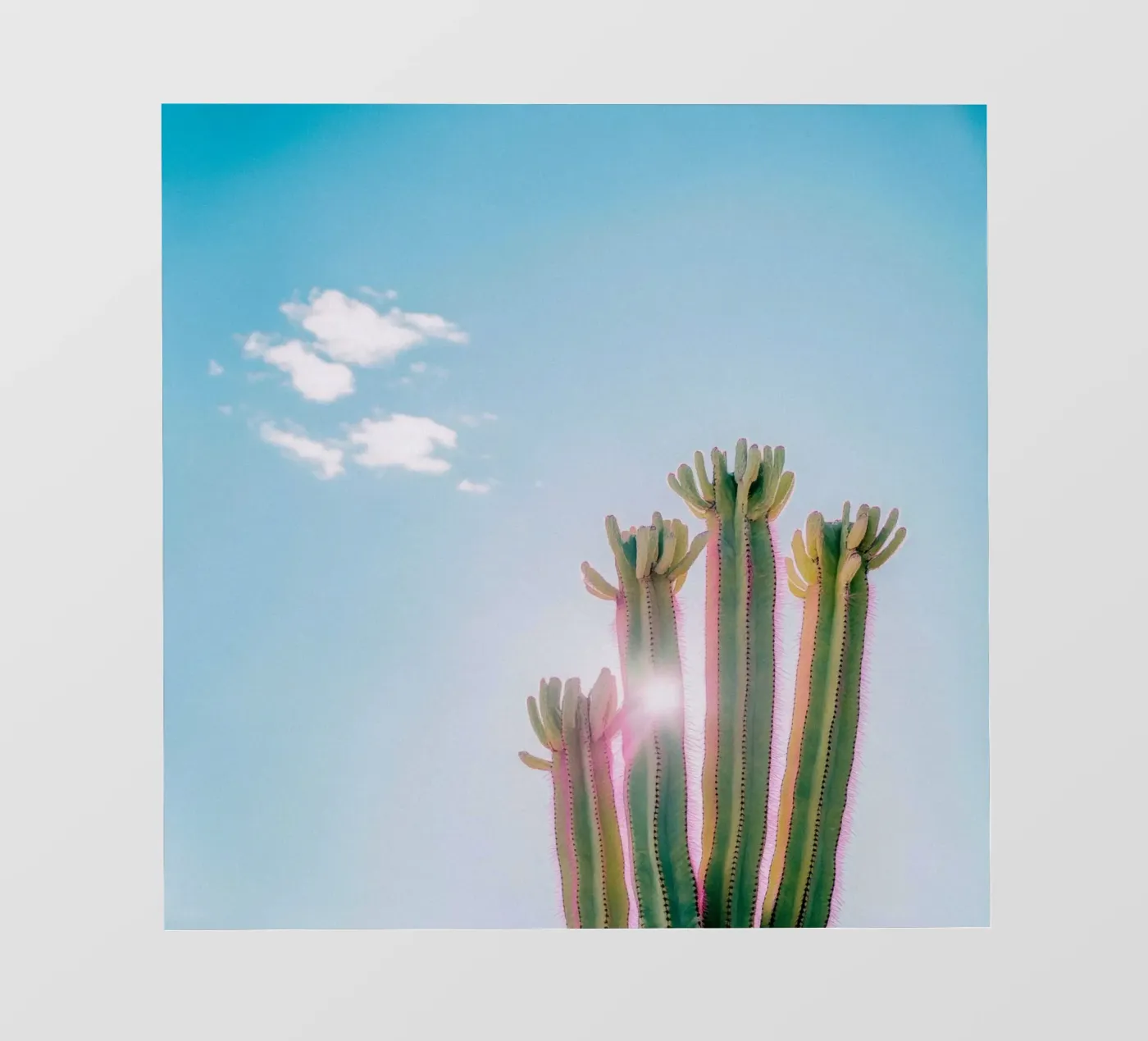 79 pellicola backlit da Pink California | Affiches & Posters