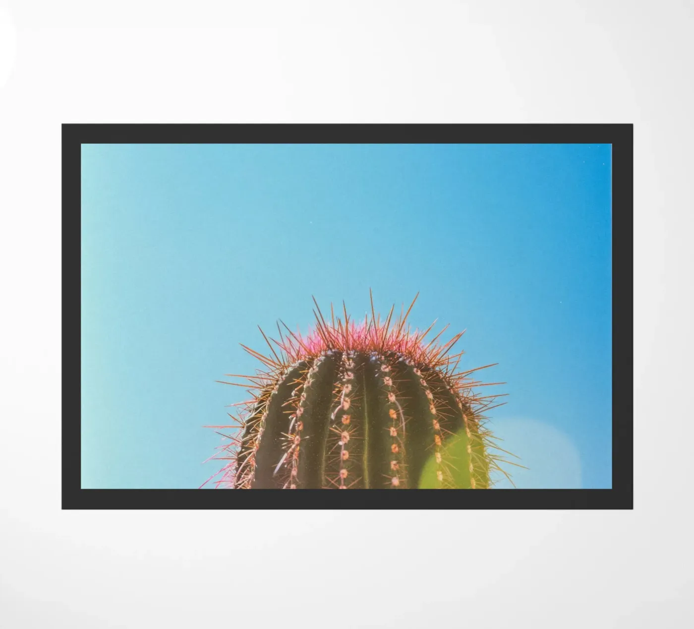 80 zerbino da Pink California | Affiches & Posters