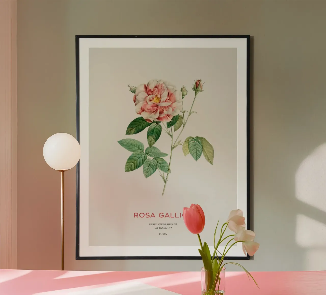 Rosa francese o Rosa Gallica poster con telaio in alluminio da Vintagrafica
