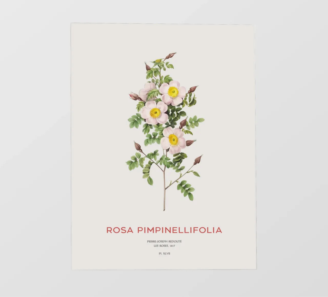 Rosa Burnet o Rosa Pimpinellifolia pellicola backlit da Vintagrafica