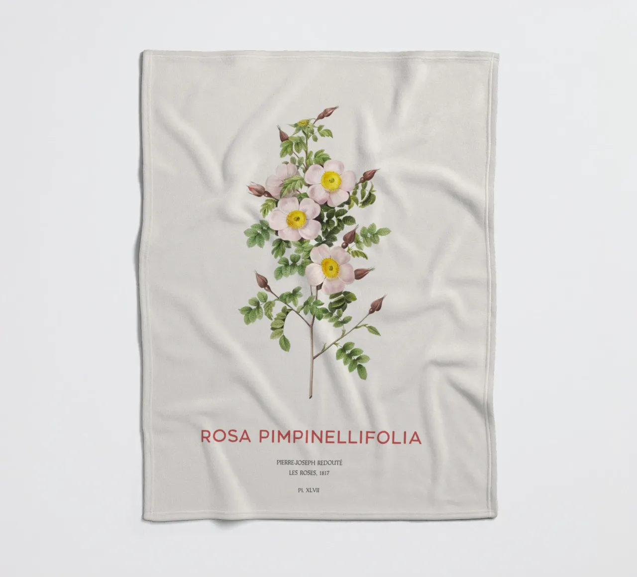 Rosa Burnet o Rosa Pimpinellifolia coperta in pile da Vintagrafica