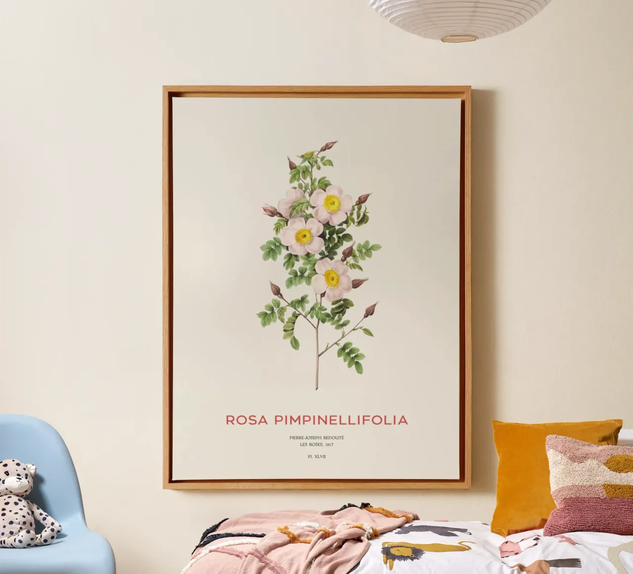Burnet-Rose oder Rosa Pimpinellifolia Leinwand mit Schattenfugenrahmen von Vintagrafica