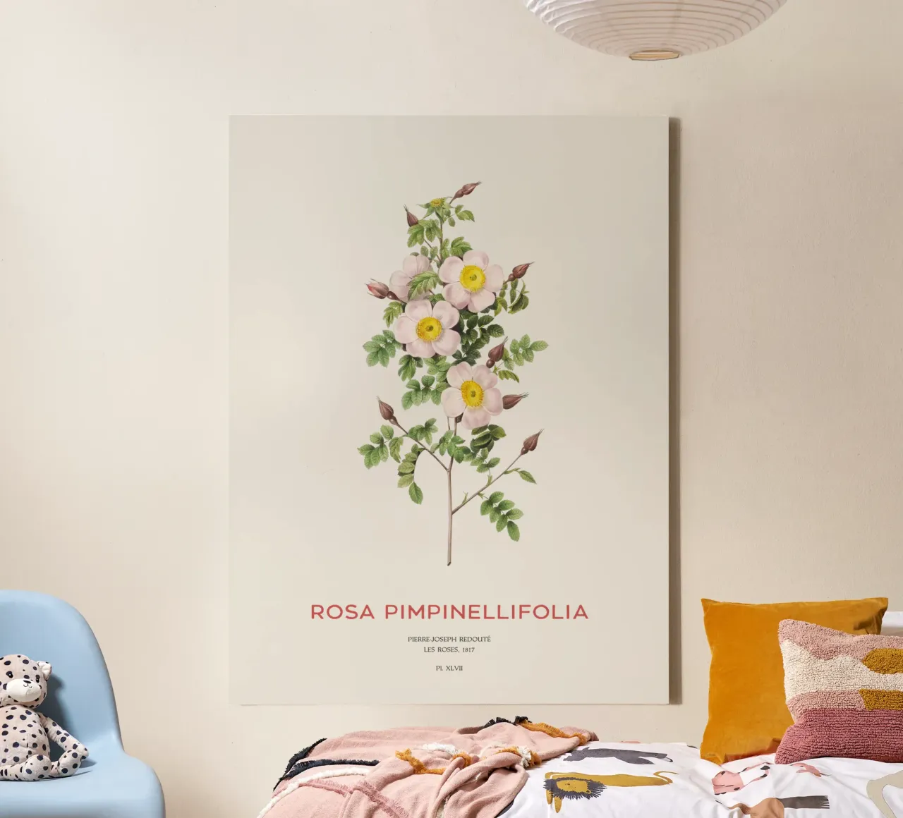 Burnet-Rose oder Rosa Pimpinellifolia Leinwand mit Schattenfugenrahmen von Vintagrafica