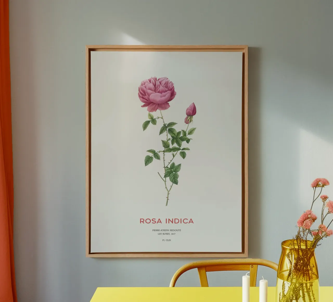 Indische duftende Rose oder Rosa Indica Leinwand mit Schattenfugenrahmen von Vintagrafica