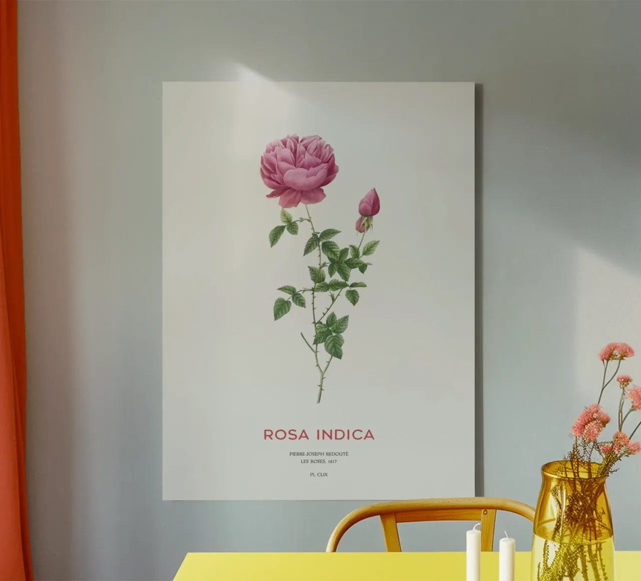 Indische duftende Rose oder Rosa Indica Leinwand mit Schattenfugenrahmen von Vintagrafica