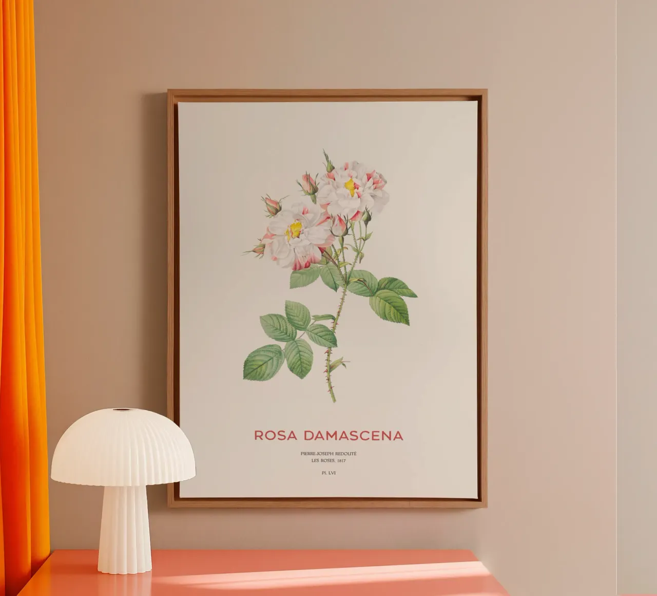 Damastroos of Rosa Damascena canvas met Baklijst van Vintagrafica