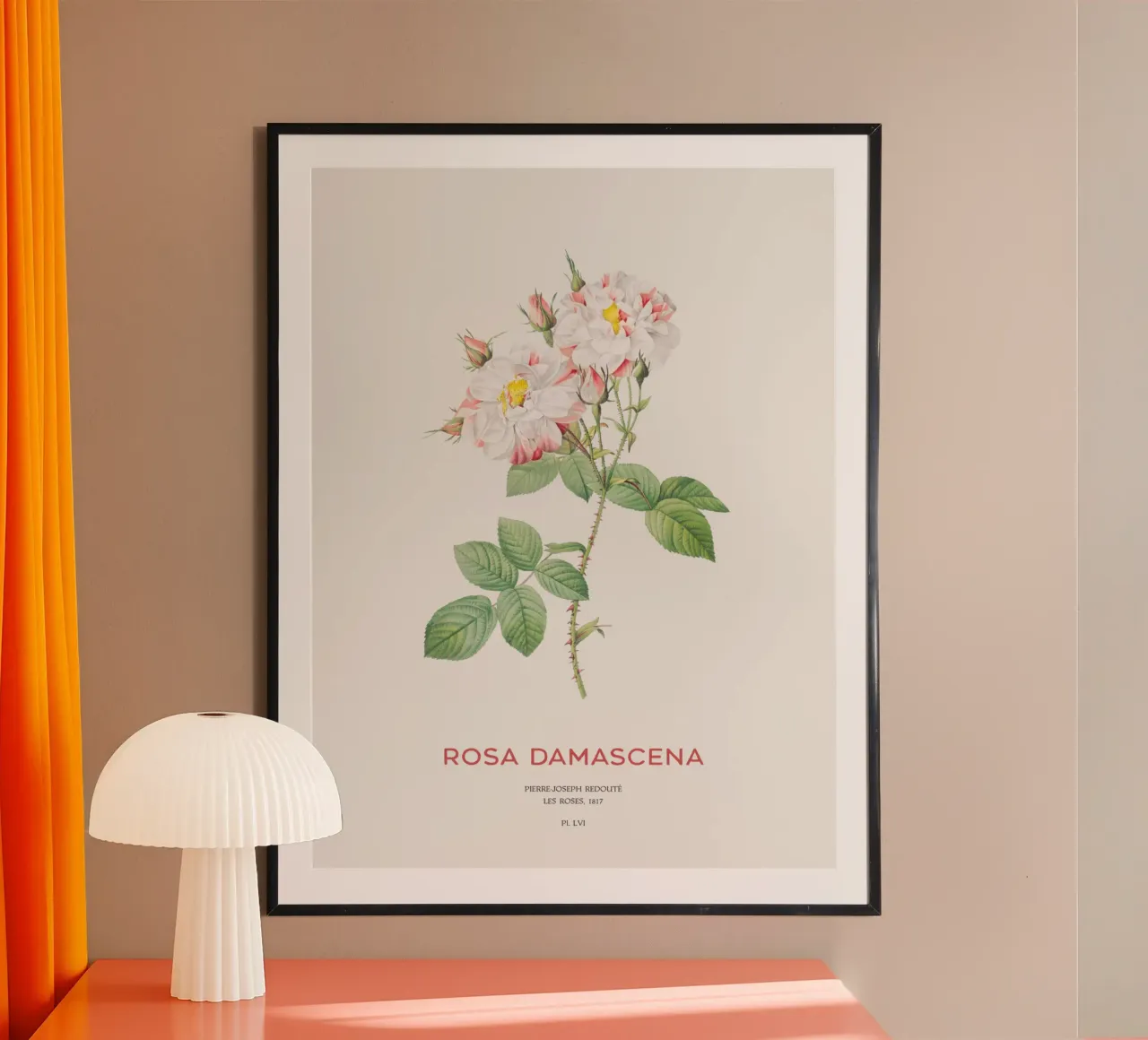 Rosa damascena poster da Vintagrafica