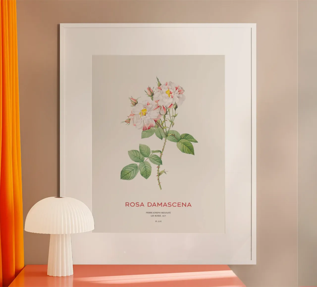 Rosa damascena poster da Vintagrafica