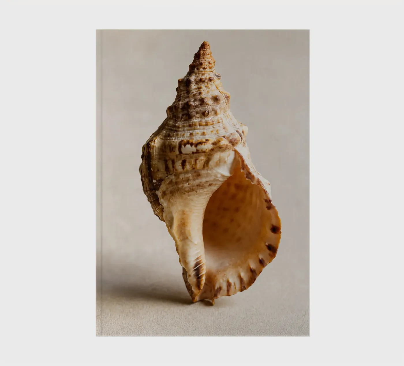 seashell notebook by onelife