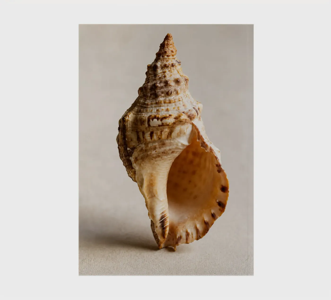 seashell notebook by onelife