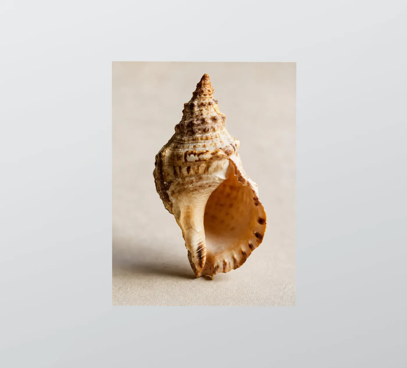 schelp sticker van onelife