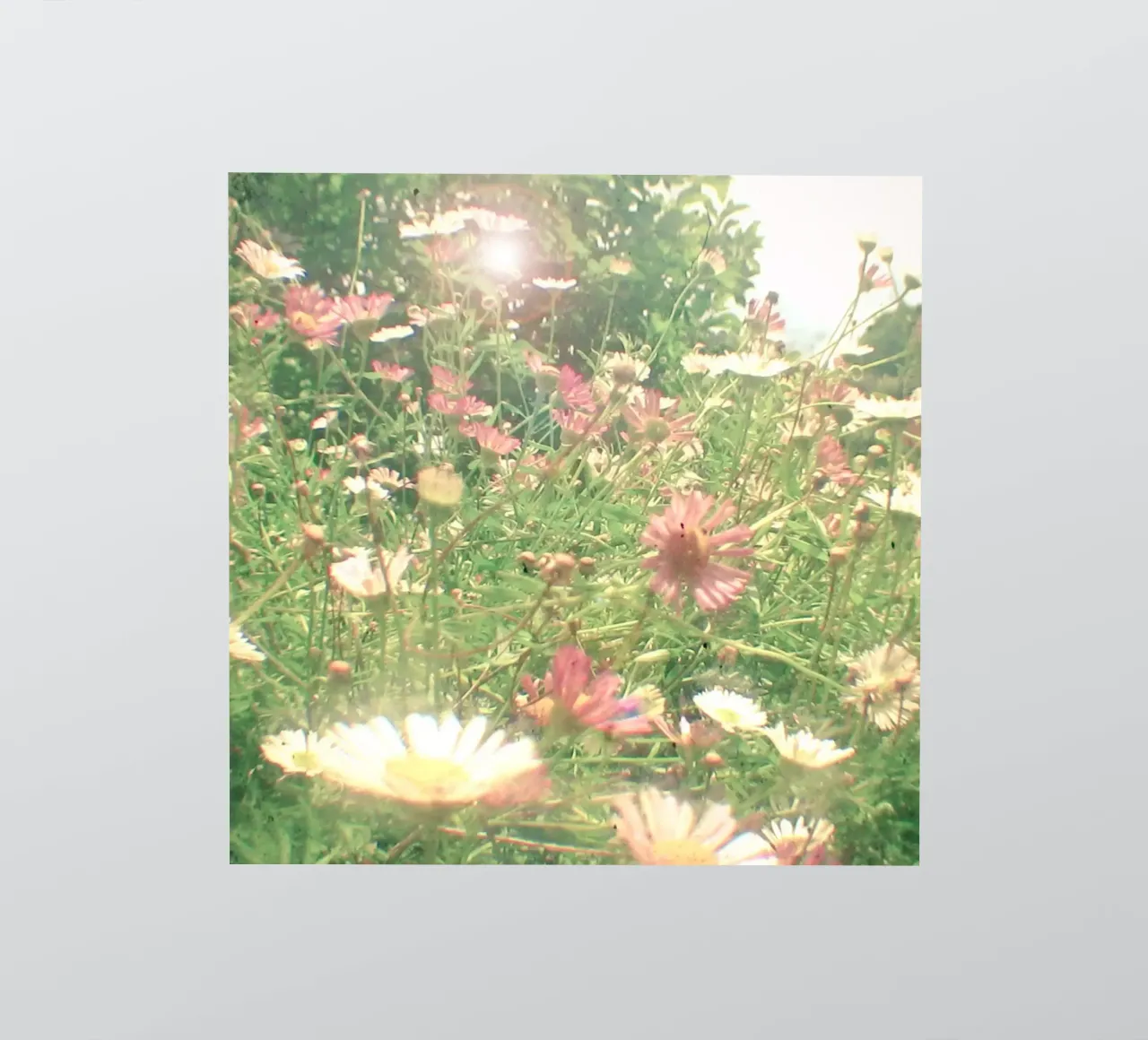 Cache-cache autocollant de Cassia Beck Photography