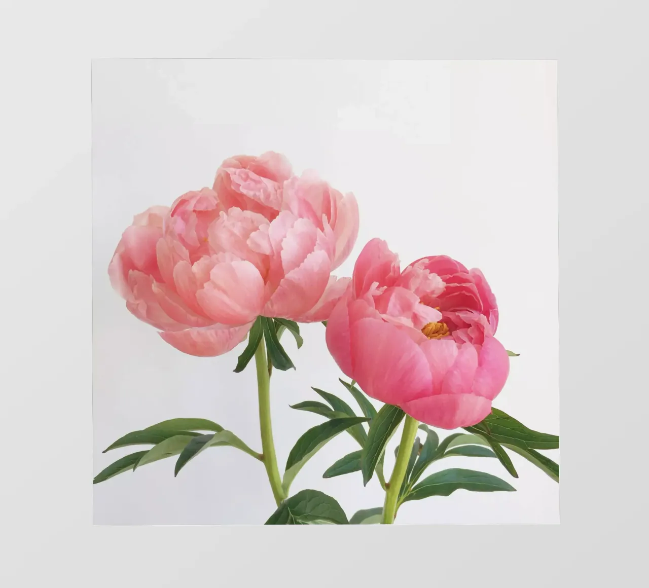 Peonie telo in pvc da Cassia Beck Photography