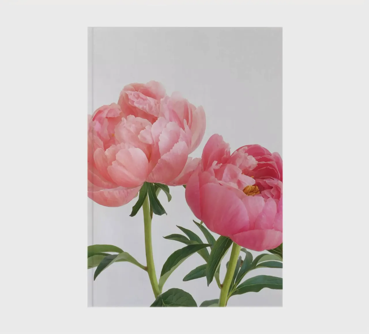 Peonies notebook by Cassia Beck Photography