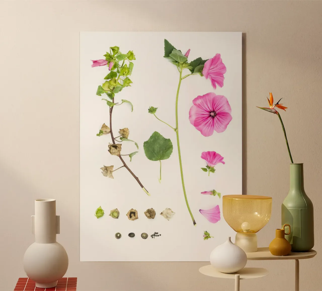 Pink Malve plexiglass da Curious Collections by Marielle Leenders