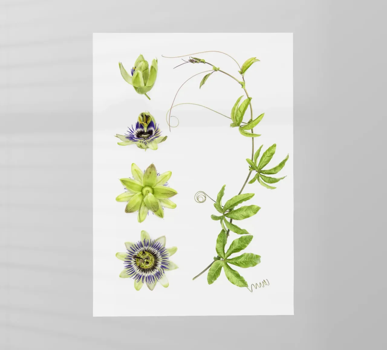 Passiflora pellicola backlit da Curious Collections by Marielle Leenders