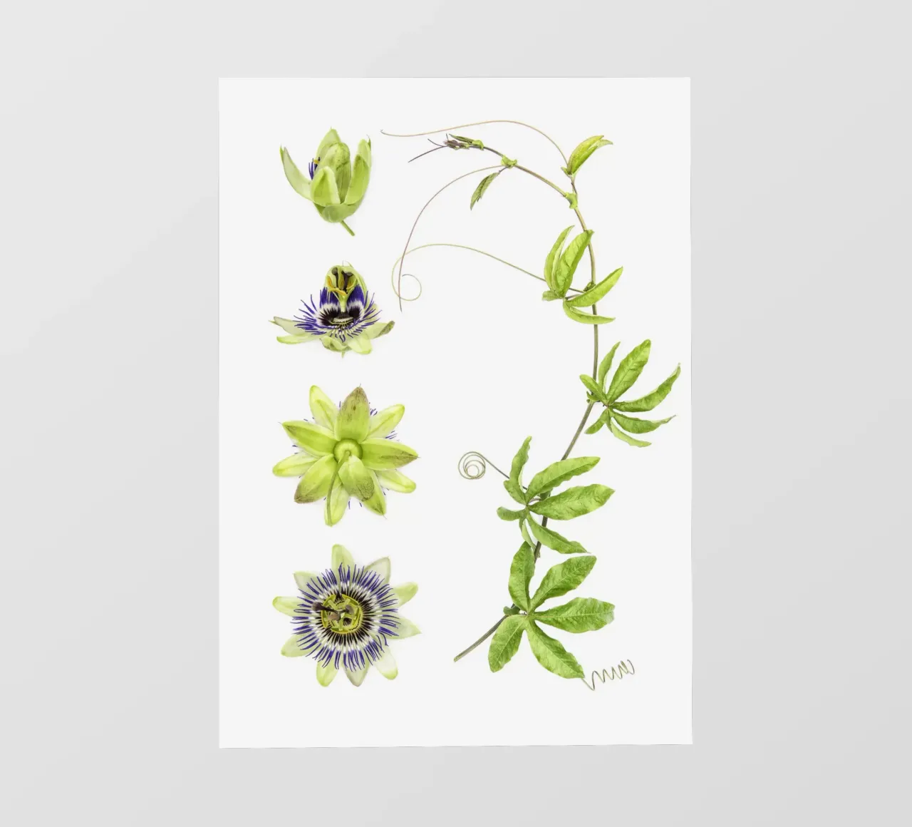Passiflora telo in pvc da Curious Collections by Marielle Leenders