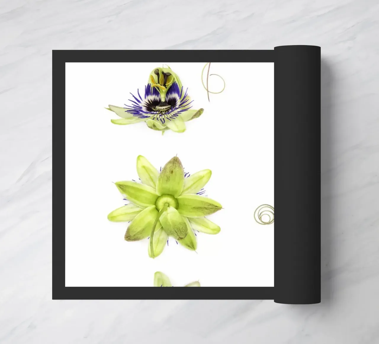 Passiflora zerbino da Curious Collections by Marielle Leenders