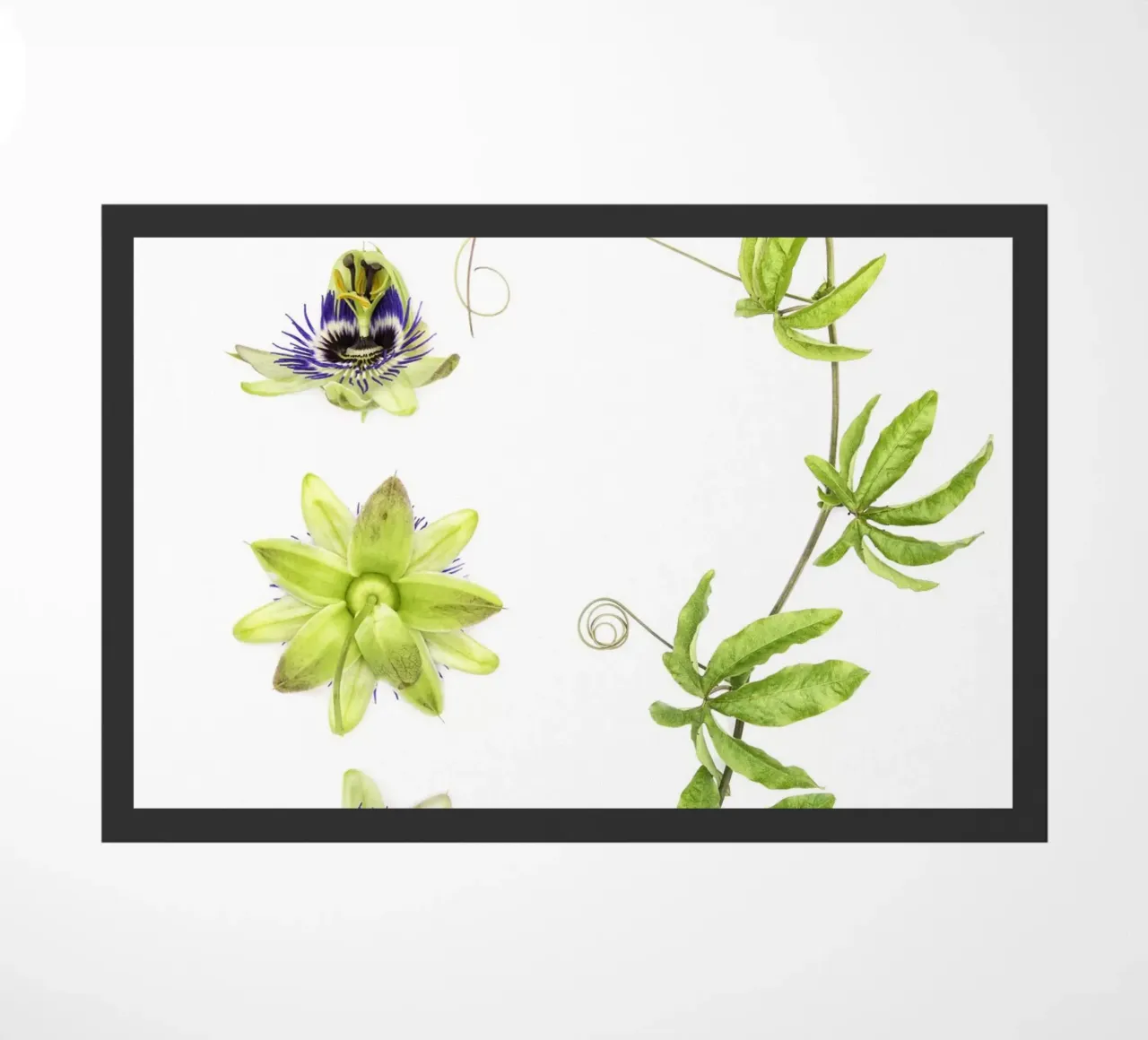 Passiflora zerbino da Curious Collections by Marielle Leenders