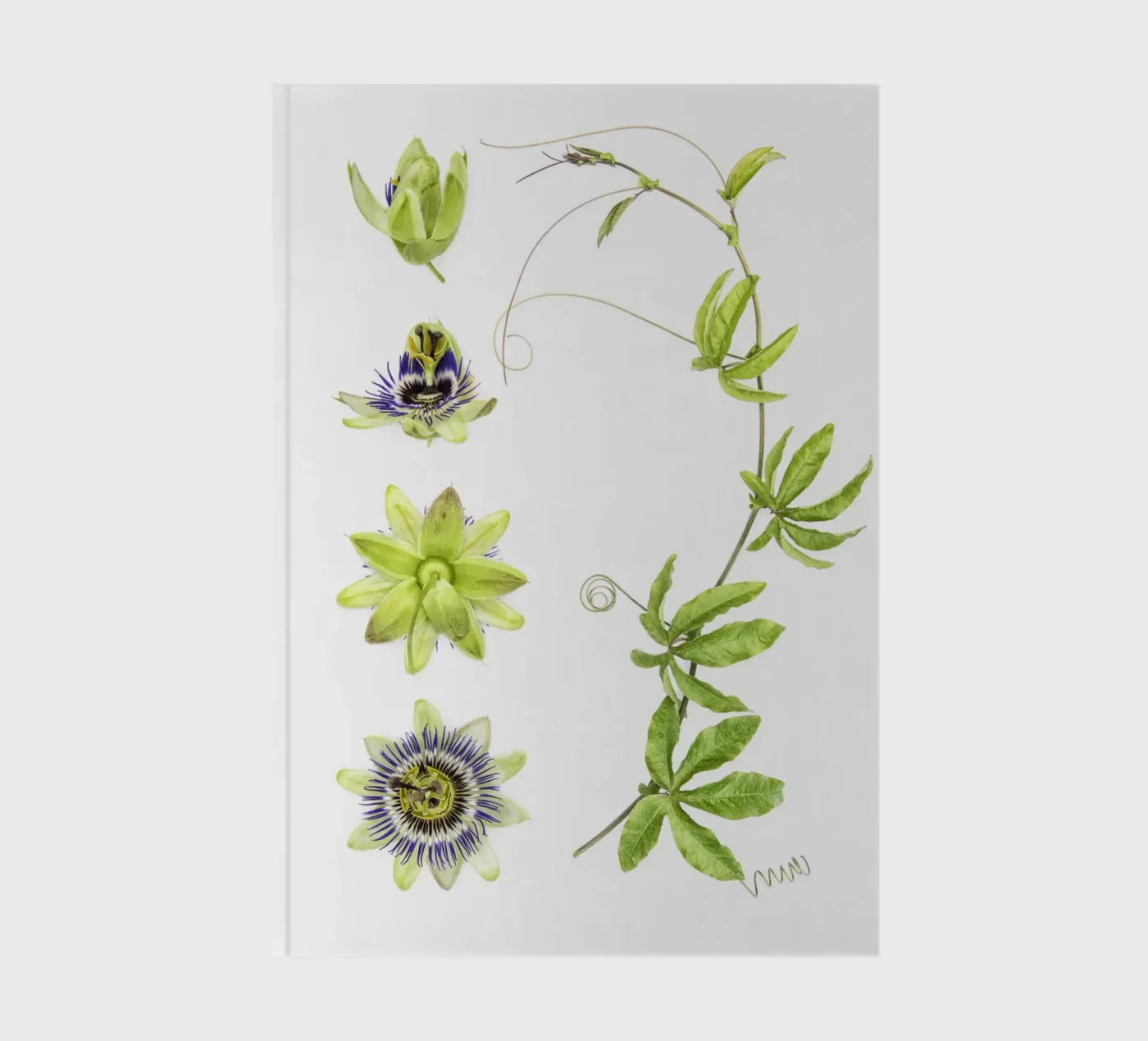 Passionflower Notizbuch von Curious Collections by Marielle Leenders