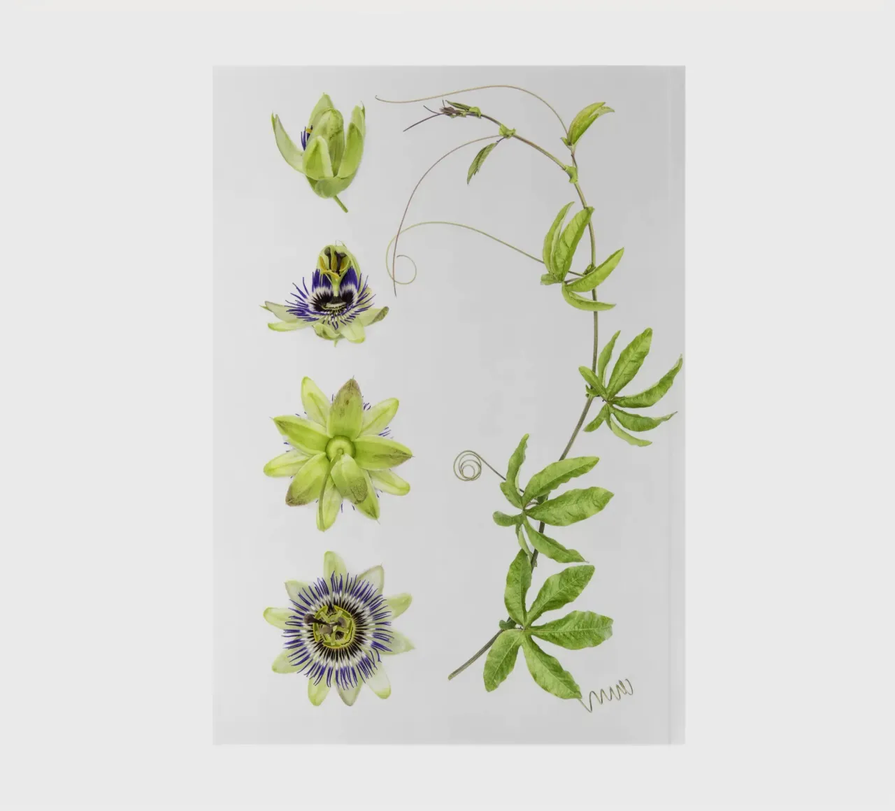 Passionflower notebook by Curious Collections by Marielle Leenders