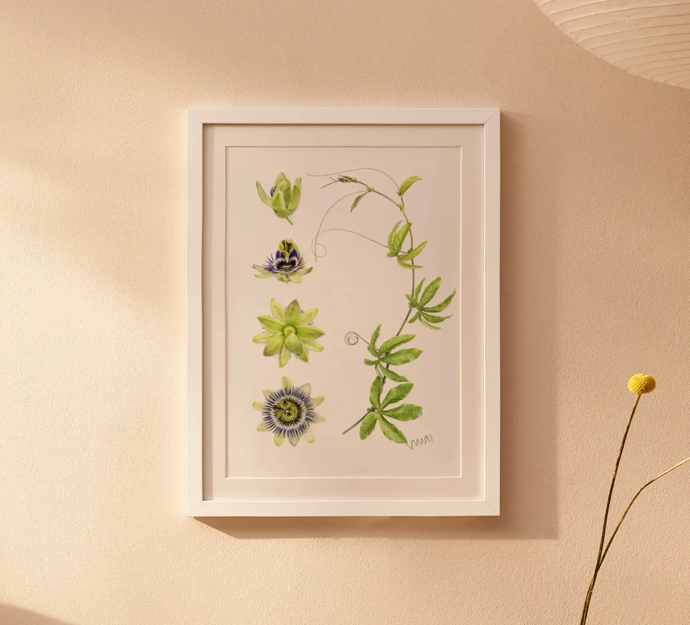 Passionflower Poster von Curious Collections by Marielle Leenders