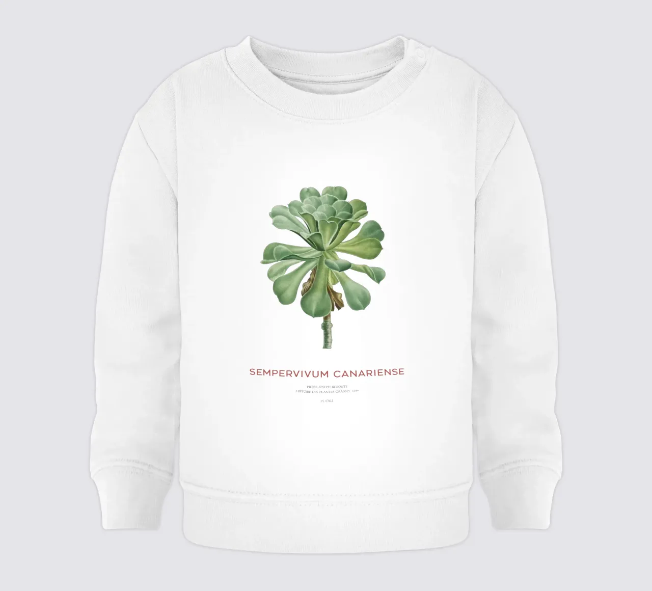Aeonium Canariense o Sempervivum Canariense felpa neonato da Vintagrafica