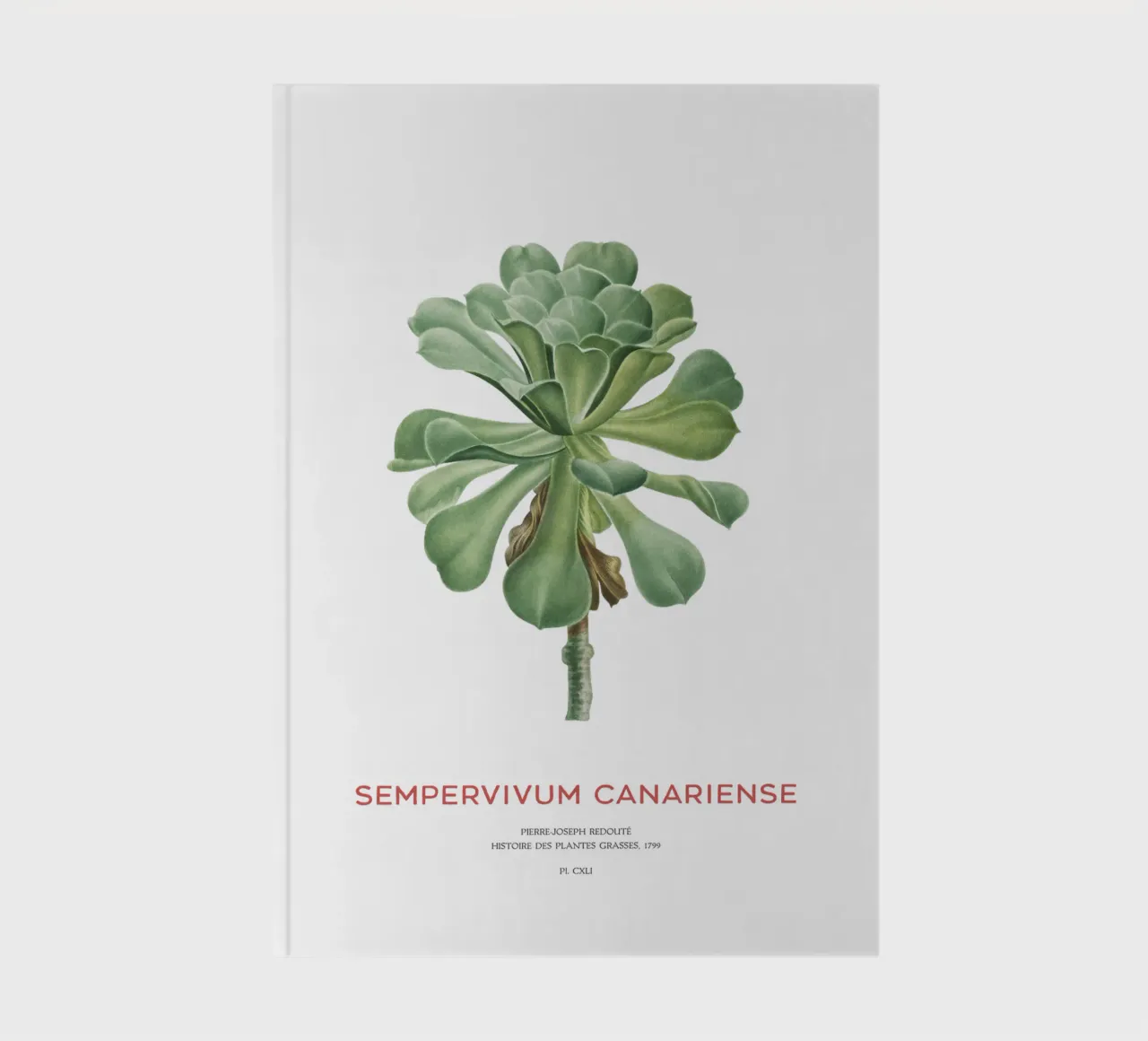 Aeonium Canariense or Sempervivum Canariense notebook by Vintagrafica