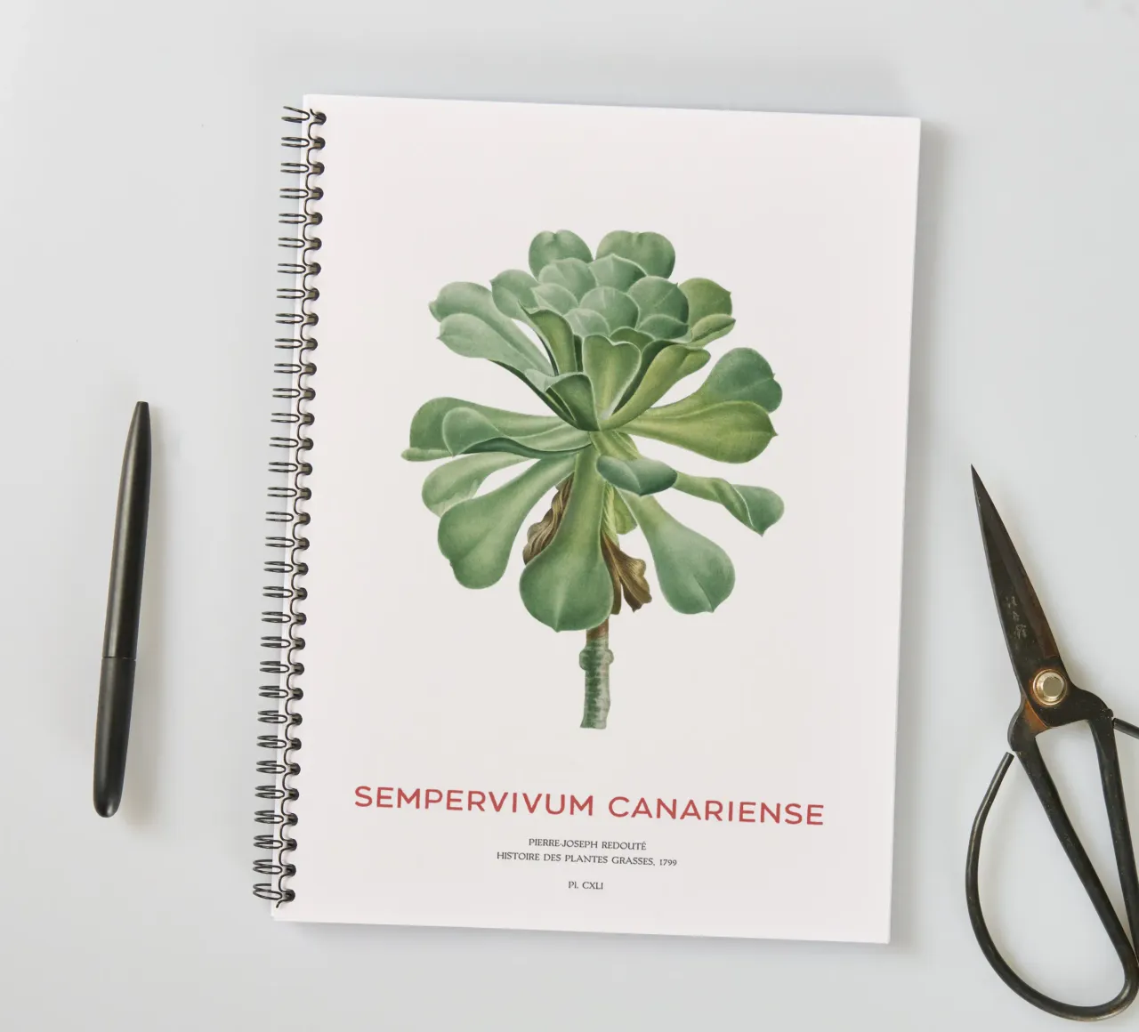 Aeonium Canariense or Sempervivum Canariense spiral notebook by Vintagrafica