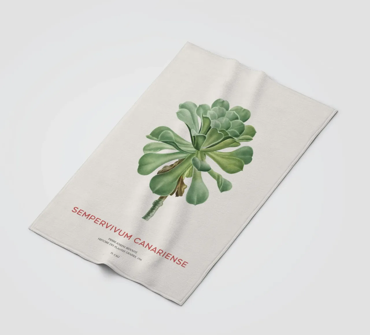 Aeonium Canariense o Sempervivum Canariense coperta in pile da Vintagrafica