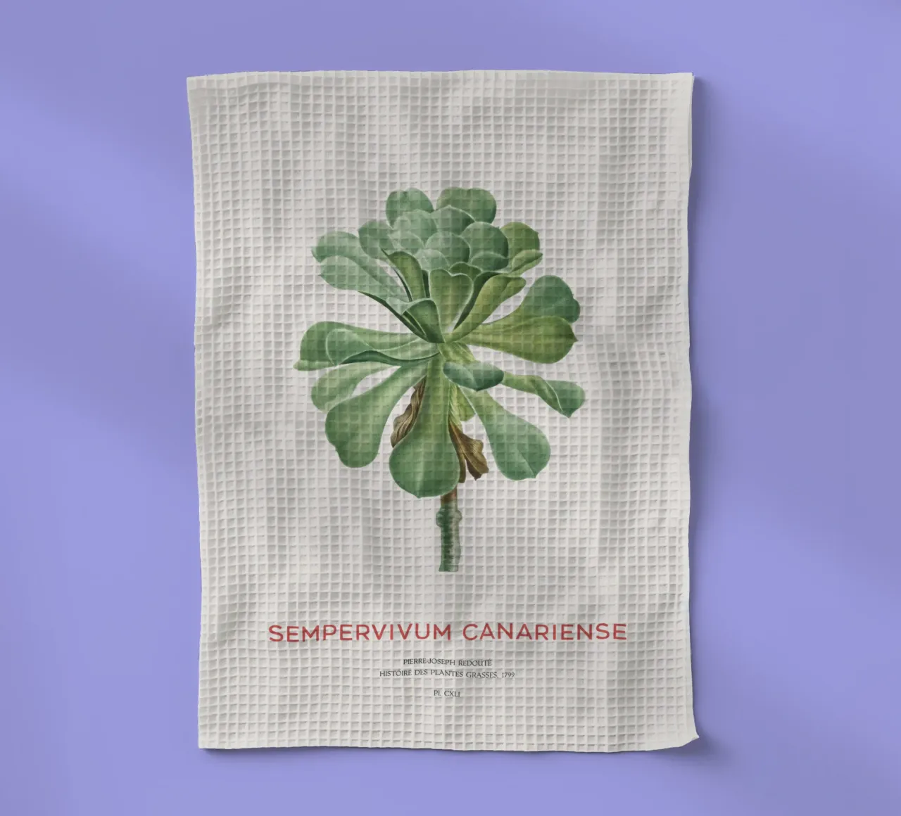 Aeonium Canariense o Sempervivum Canariense canovaccio da cucina da Vintagrafica