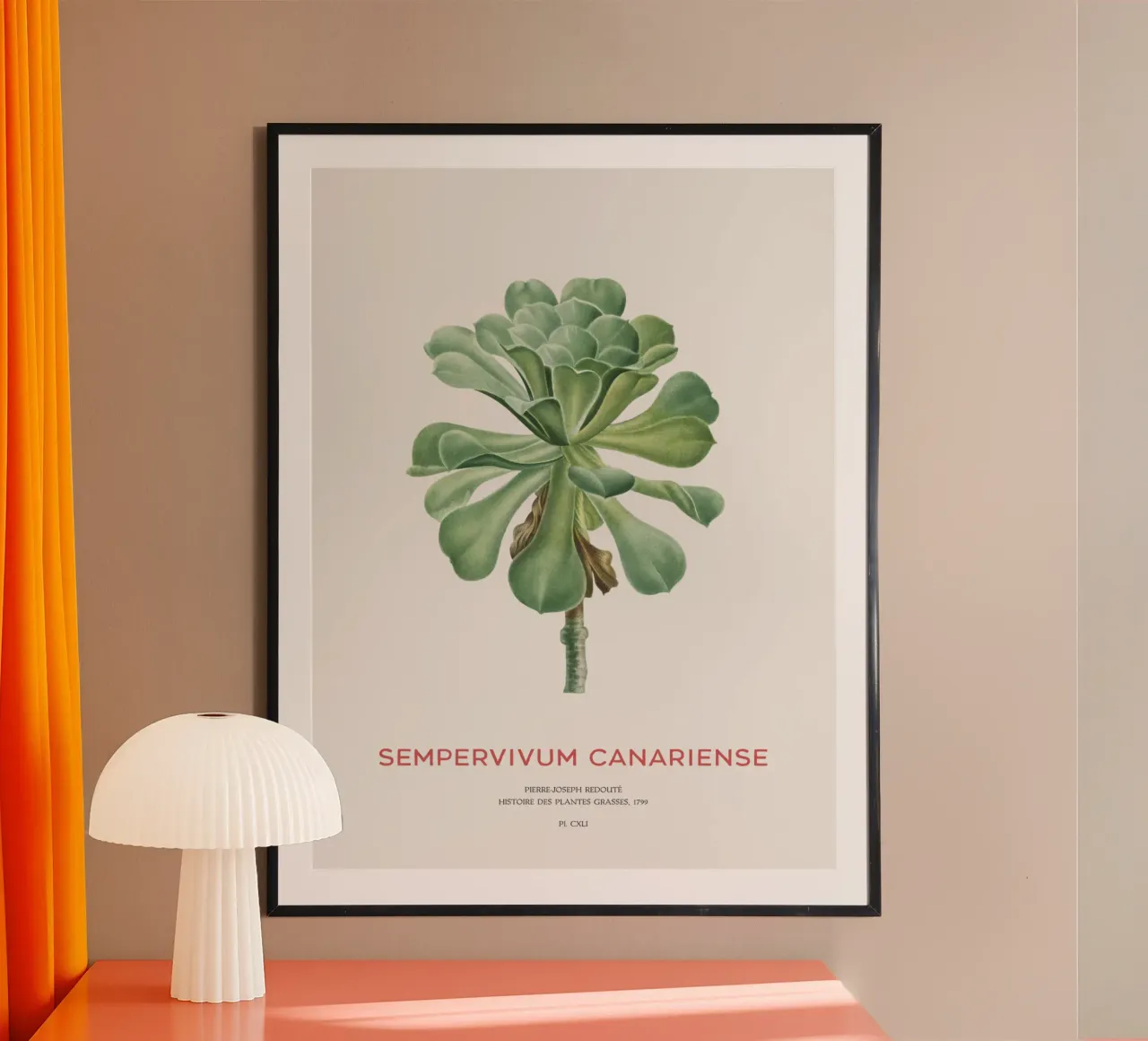 Aeonium Canariense o Sempervivum Canariense poster con telaio in plastica da Vintagrafica