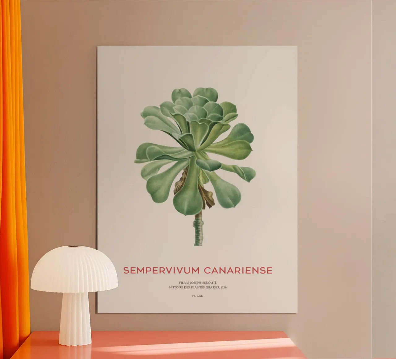 Aeonium Canariense o Sempervivum Canariense poster con telaio in plastica da Vintagrafica