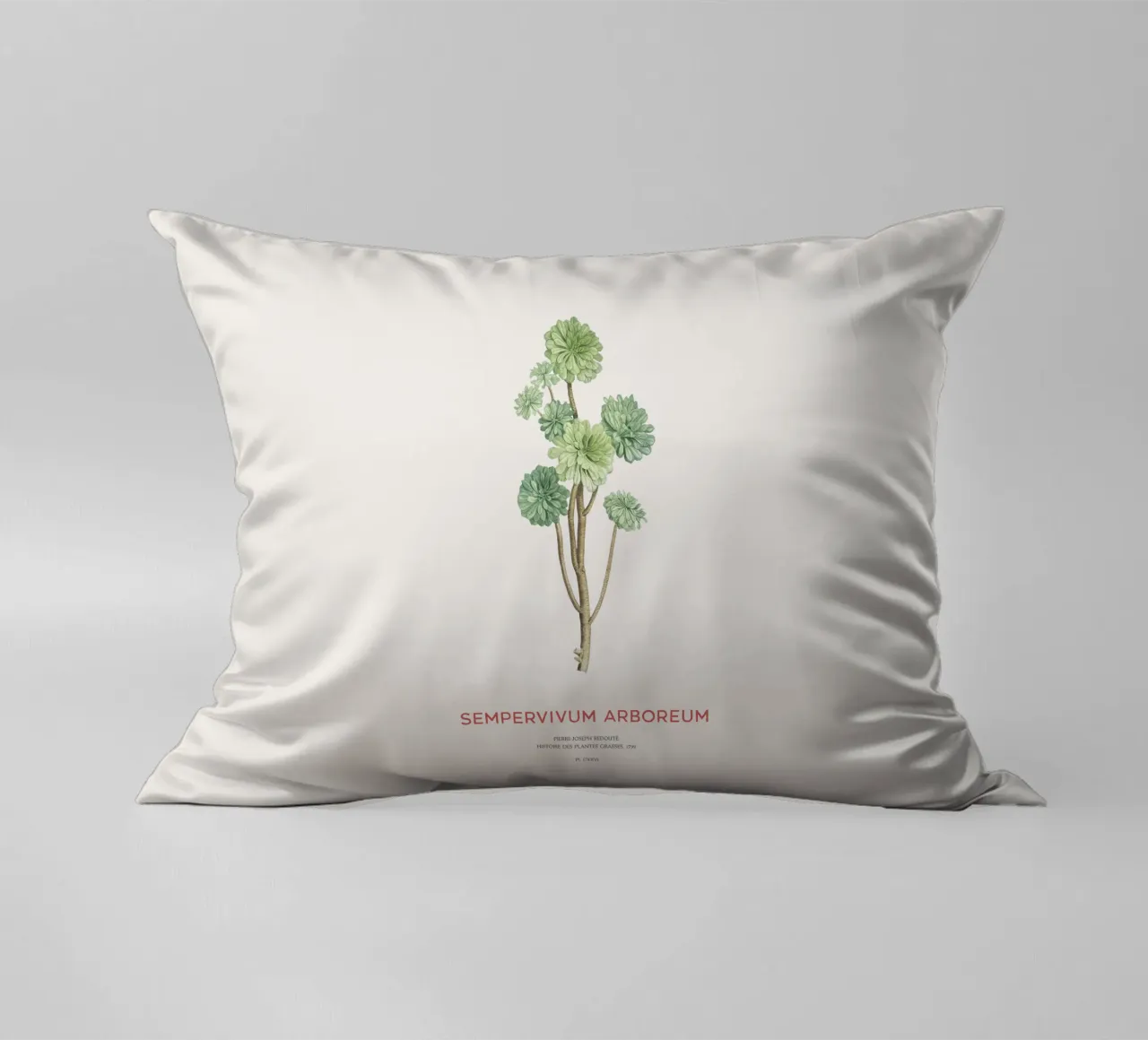 Rosa d'Irlanda o Sempervivum Arboreum cuscino da Vintagrafica