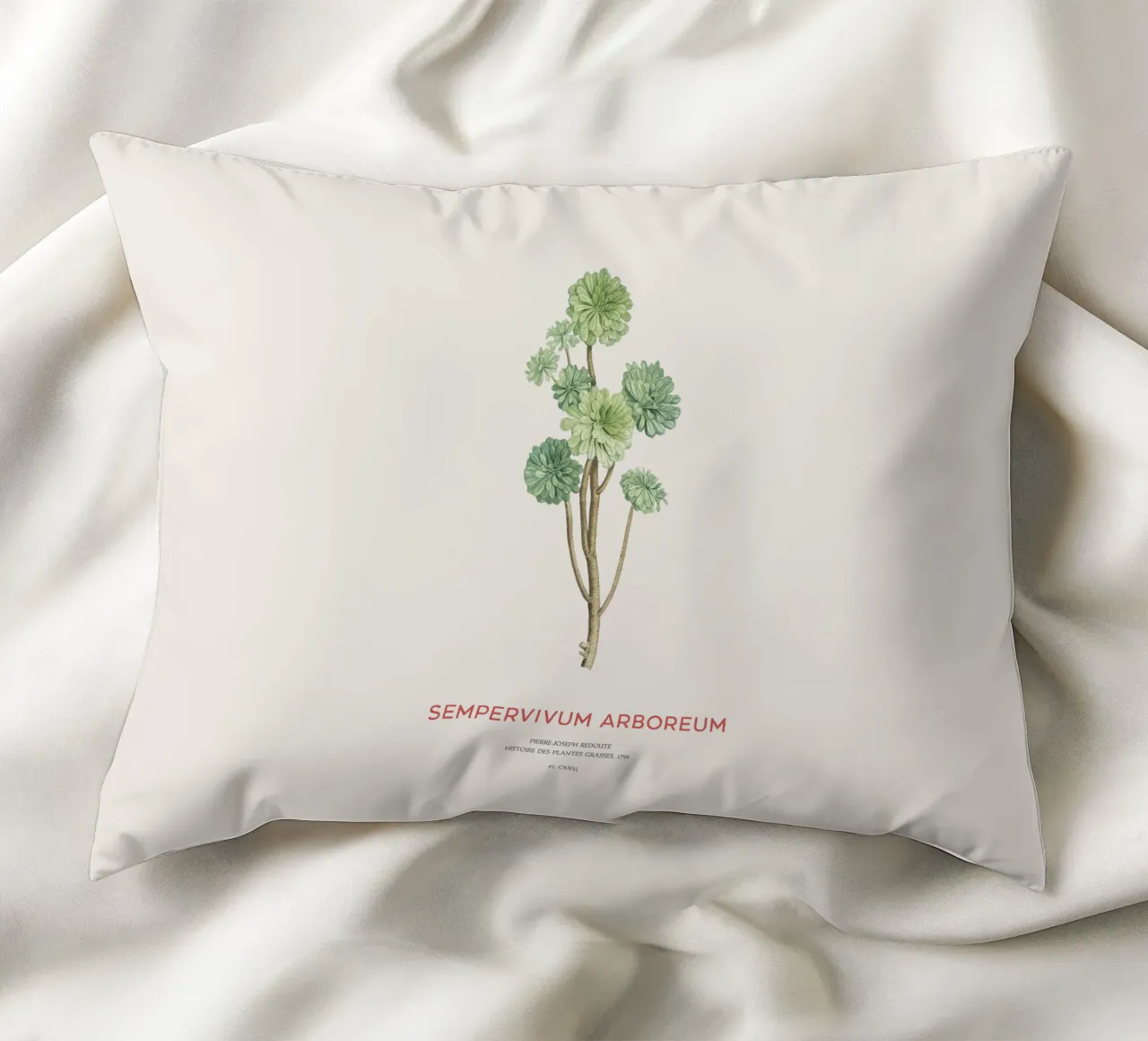 Rosa d'Irlanda o Sempervivum Arboreum cuscino da Vintagrafica